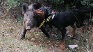 Köpekler Domuz'u CANLI Yakaladı--YABAN DOMUZ AVI/Wild boar hunt dogs caught alive