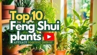 Top 10 Feng Shui Plants to Attract Positive Energy and Prosperity 