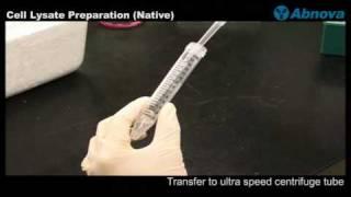 Cell Lysate Preparation (Native)