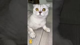 Funny Cat & Cute Kittens341 #shorts #kucing #kucinglucu #funny #pet #cat #foryou #viral #viralvideo