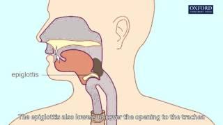 swallowing & peristalsis