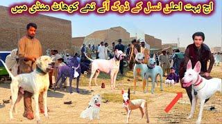 Top Class Biggest Dogs  Market In Pakistan Kohat | Dog Mandi New Video | Pk Animals