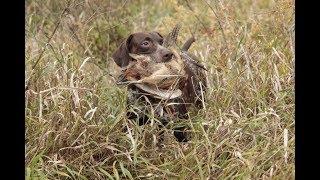 Охота на фазана с собакой по болотам 2019