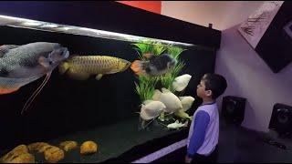 Boy likes Collecting Giant Gourami and Arowana | Big Aquarium Fish