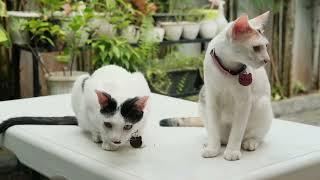 cats' life on weekend | silent vlog, simple slow living indonesia