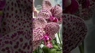 #phalaenopsis Polka Dots and Wild Cat Літнє цвітіннянаслідок високих температур #kyiv