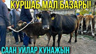 СААН УЙЛАР КУНАЖЫН БУКА ЭРКЕК УРГААЧЫ ТОРПОК БААЛАРЫ #horse