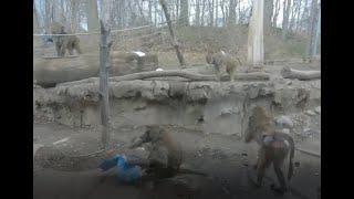 Animal Enrichment Experience - Olive Baboons