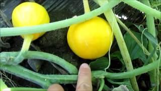 Lemon Squash Surprise - Ep #1517