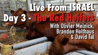 LIVE Prophecy Update - The Latest on the Red Heifers from Shiloh, Israel