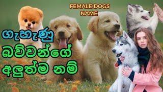 female dog name sinhala | dog names for female | dog female name | dog girl names | dog name female