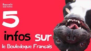 5 infos sur le Bouledogue Français