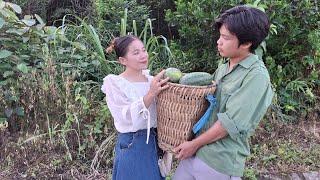 Hoang Van Hanh - Lucky to meet good people, Harvesting melons,