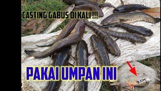 umpan ikan gabus yang paling jitu !! di sungai wonogiri