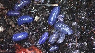 A large number of pillbugs that had mutated blue due to the virus were occurring.