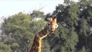 Giraffe with bent neck - first time seen in the wild