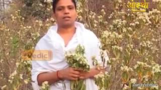 Ayurvedic Benefits of Adusa plant for for Sinus Infection | Acharya Balkrishna