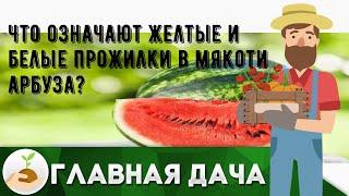 Что означают желтые и белые прожилки в мякоти арбуза?