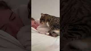 Cat Wakes Up Owner In A Cute Way