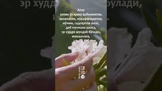 Шайх Муҳаммад Содиқ Муҳаммад Юсуф раҳимаҳуллоҳ