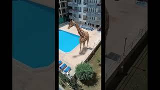 GIRAFFE DRINKING WATER FROM THE POOL #animals #shortsvideo #dogs #baby #cats #cat #cutebaby