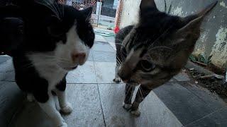 Tabby cat ready to fight with tuxedo cat