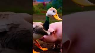 #duckquack #cute #ducksquacking #memes