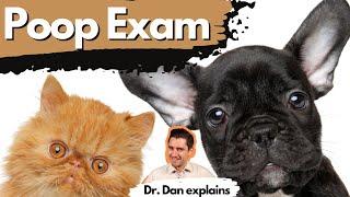 How a veterinarian completes a fecal or poop exam.  Dr. Dan explains.