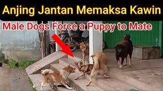 Male Dogs Force a Puppy for Mating - Geng Anjing Jantan Memaksa Anak Anjing Kawin - 犬は交尾のために子犬を強制します