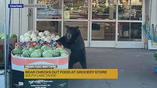 Bear checks out food at grocery store