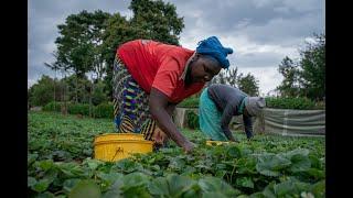 Mercy Corps AgriFin calls for use of technology to address challenges faced by smallholder farmers