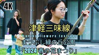 【津軽三味線】－情熱と哀愁が満ちる旋律・感動的で劇的な楽曲です－ソロパート必聴【まつぶし緑の丘公園】春の花まつり2024(松伏津軽三味線サークル)│japanesefestival│syamisen