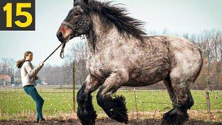 15 RARE And Beautiful Horse Breeds