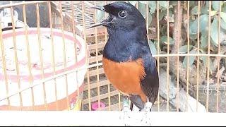 White Rumped Shama singing it's beautiful song | bird calls | #SwallowBird