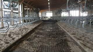 Dairy barn flush