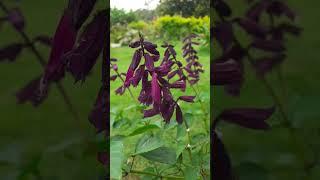 #Salvia splendens#Purple Salvia#Scarlet Sage Flower (Purple)#Flowers of Meghalaya