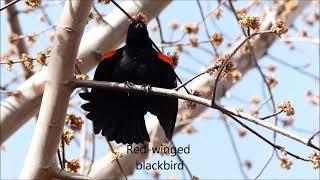 Fred's Nature Video - Songs from Calgary area birds