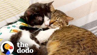 Cat Who Couldn’t Be Alone OR Around Anyone Finds A BFF | The Dodo