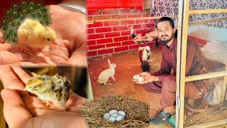 Baby Quail Raja Rani K Eggs Kharab Ho Gae Peacocks Eggs🪺