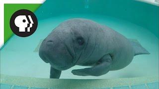 Meet the Manatees