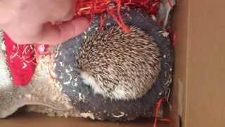 Waking Up a sleeping Pet African Pygmy Hedgehog