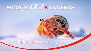 Sony Alpha 7R Mirrorless Cameras - which one is the best for you