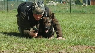 K9 TITO - TACTICAL OBEDIENCE TRAINING 03/2020