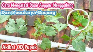 Cara Mengatasi Daun Anggur Yang Gosong Akibat OD Pupuk 