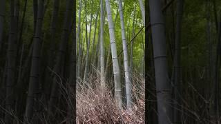 Arashiyama Bamboo Forest - Kyoto, Japan