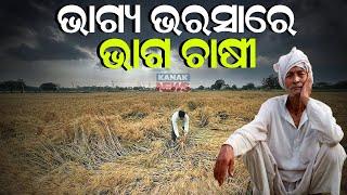 ଭାଗ୍ୟ ଭରଷାରେ ଭାଗ ଚାଷୀ || Sharecroppers In Stress After Untimely Rain Damaged Crops || Kanak News