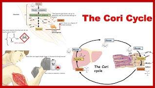 cori cycle and its physiological significance