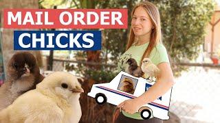Baby Chick Brooder Setup - 5 THINGS YOU NEED When Getting Chicks In The Mail