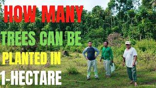How many Mahogany and Agarwood trees can be planted in 1-hectare? Tree farming guide