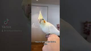 How to tame your pet bird! ft. Ellie the cockatiel 